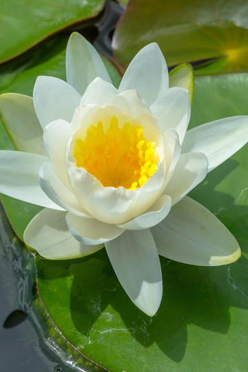 七根心简